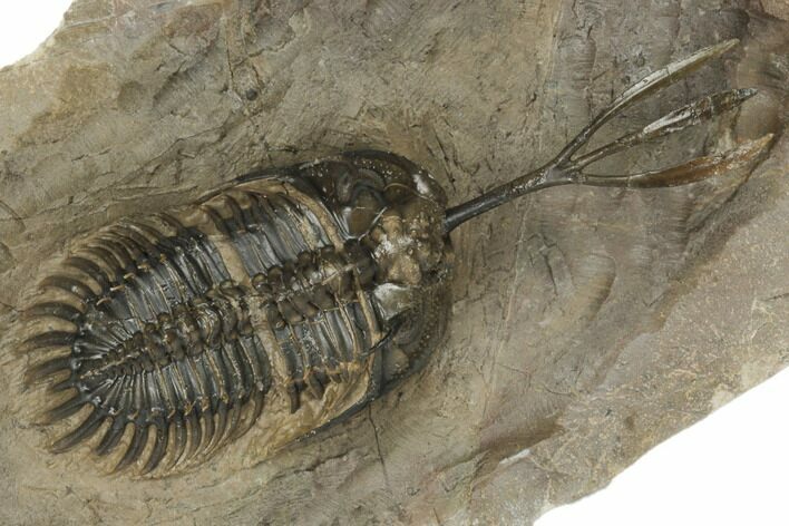 Trident Walliserops Trilobite - Foum Zguid, Morocco #179520